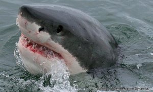 1986 se Haai in Hawe